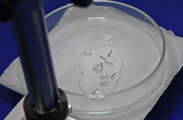 Criança de 9 anos é mais nova vítima de dengue do Estado