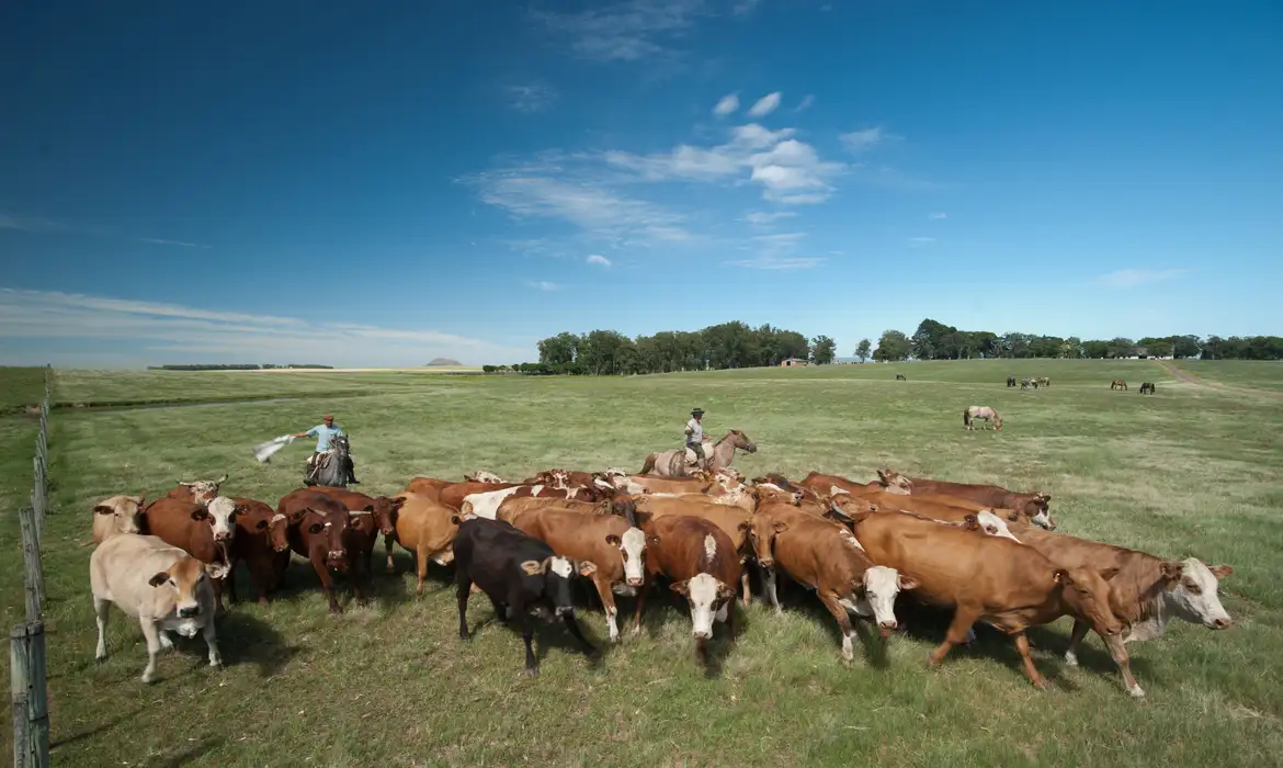 cattle 1600877 Folha MS