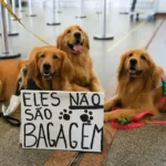 Manifestações após morte de Joca lota aeroportos e pede regulamentação de cães no transporte aéreo