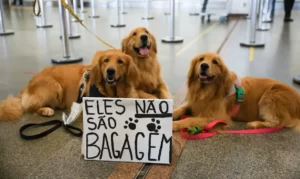 Leia mais sobre o artigo Manifestações após morte de Joca lota aeroportos e pede regulamentação de cães no transporte aéreo