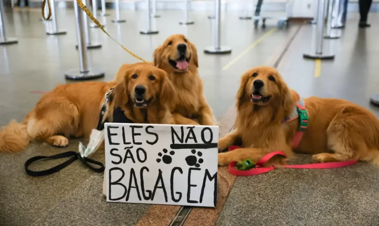 Manifestações após morte de Joca lota aeroportos e pede regulamentação de cães no transporte aéreo