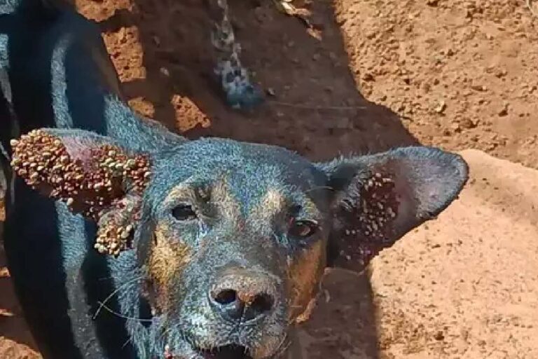 Cães em condições precárias são resgatados e tutora é multada em Aquidauana