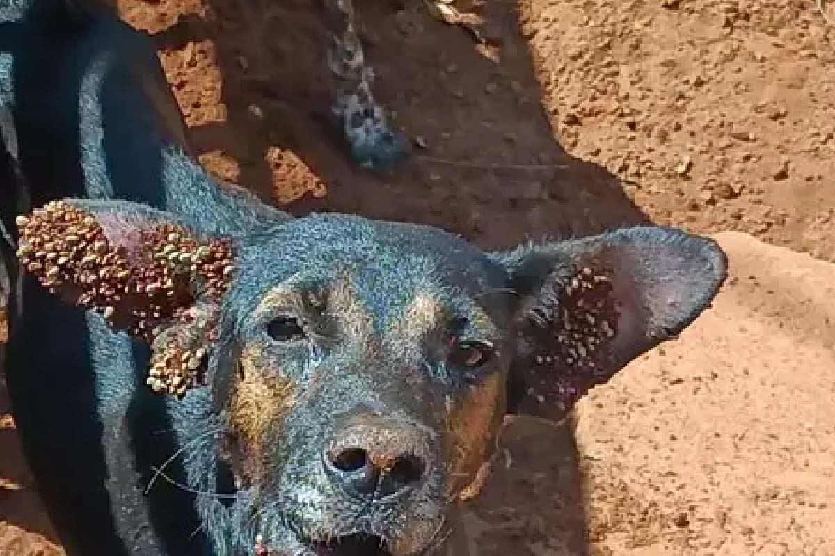 Leia mais sobre o artigo Cães em condições precárias são resgatados e tutora é multada em Aquidauana