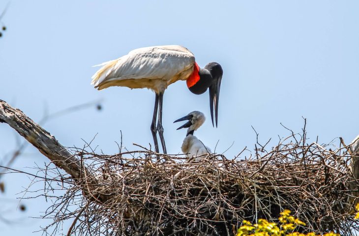 MS, MT e Ministério do Meio Ambiente firmam acordo para preservação do Pantanal