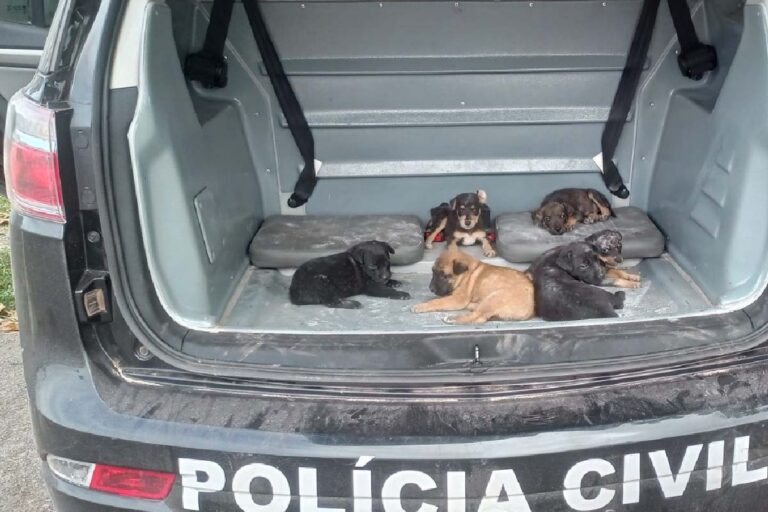 resgate de seis cães