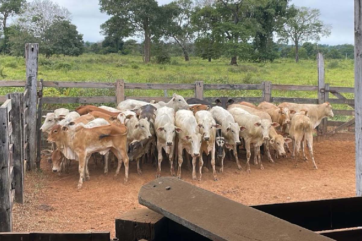 Você está visualizando atualmente Furto de gado em Corumbá é solucionado pela Polícia Civil e rebanho localizado em Coxim