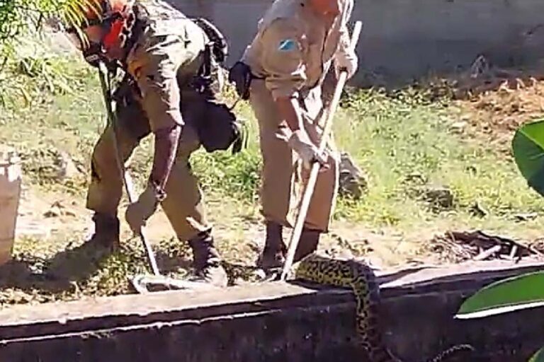 Sucuri de 2,5 metros é capturada pelos bombeiros na região central de Corumbá