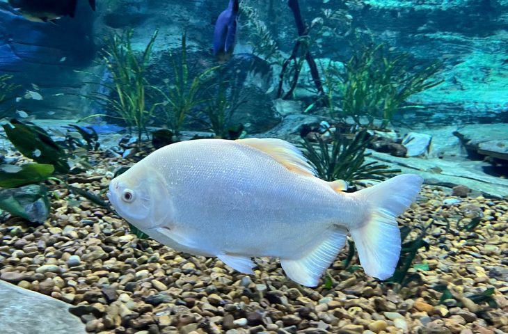 Peixes transferidos de Bonito para Campo Grande já podem ser contemplados no Bioparque Pantanal