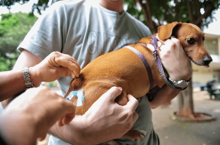 Governo institui programa MS Vacina Pet com incentivos a vacinação antirrábica