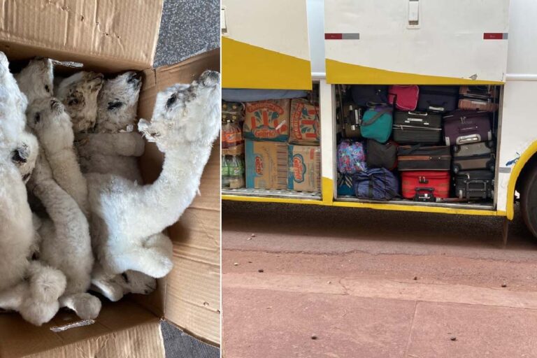 Operação integrada apreende produtos ilegais e fetos de lhama em Corumbá
