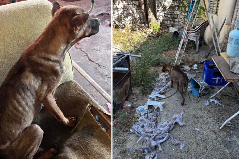 Polícia Civil resgata cães abandonados sem água e alimentação dentro de casa em Corumbá