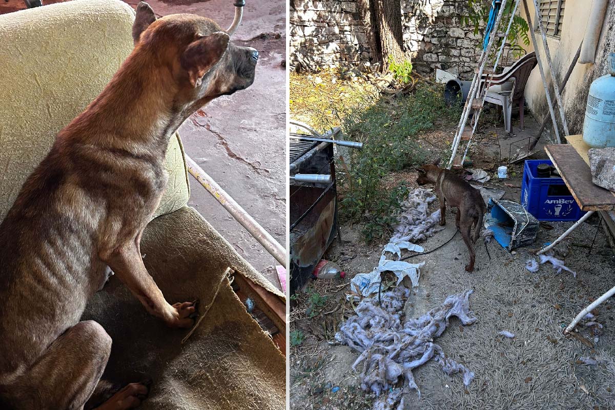 Leia mais sobre o artigo Polícia Civil resgata cães abandonados sem água e alimentação dentro de casa em Corumbá