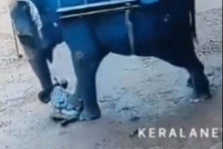 Treinador morre após ser pisoteado por elefante em safári ilegal na Índia | vídeo