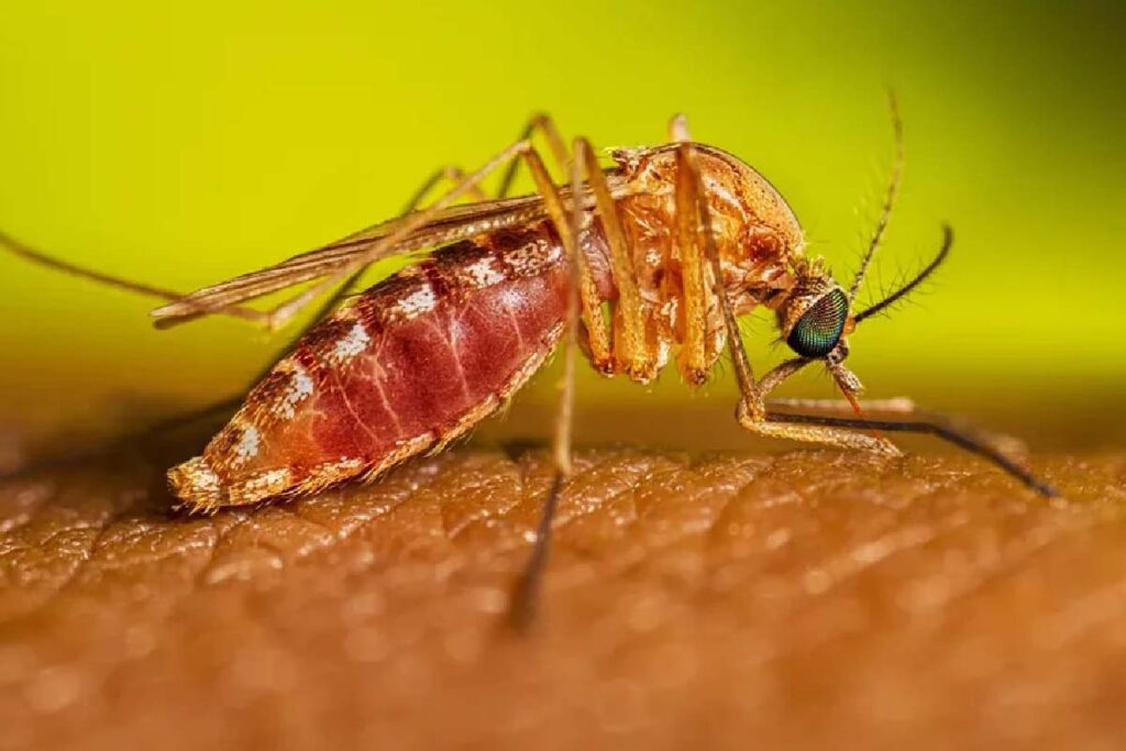 febre oropouche
