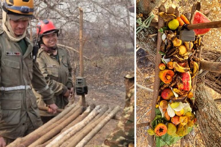 Animais silvestres recebem ajuda em área devastada por incêndios no Paraguai-Mirim