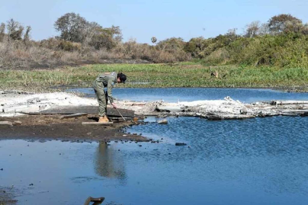 Animais vítimas de incêndios no Pantanal
