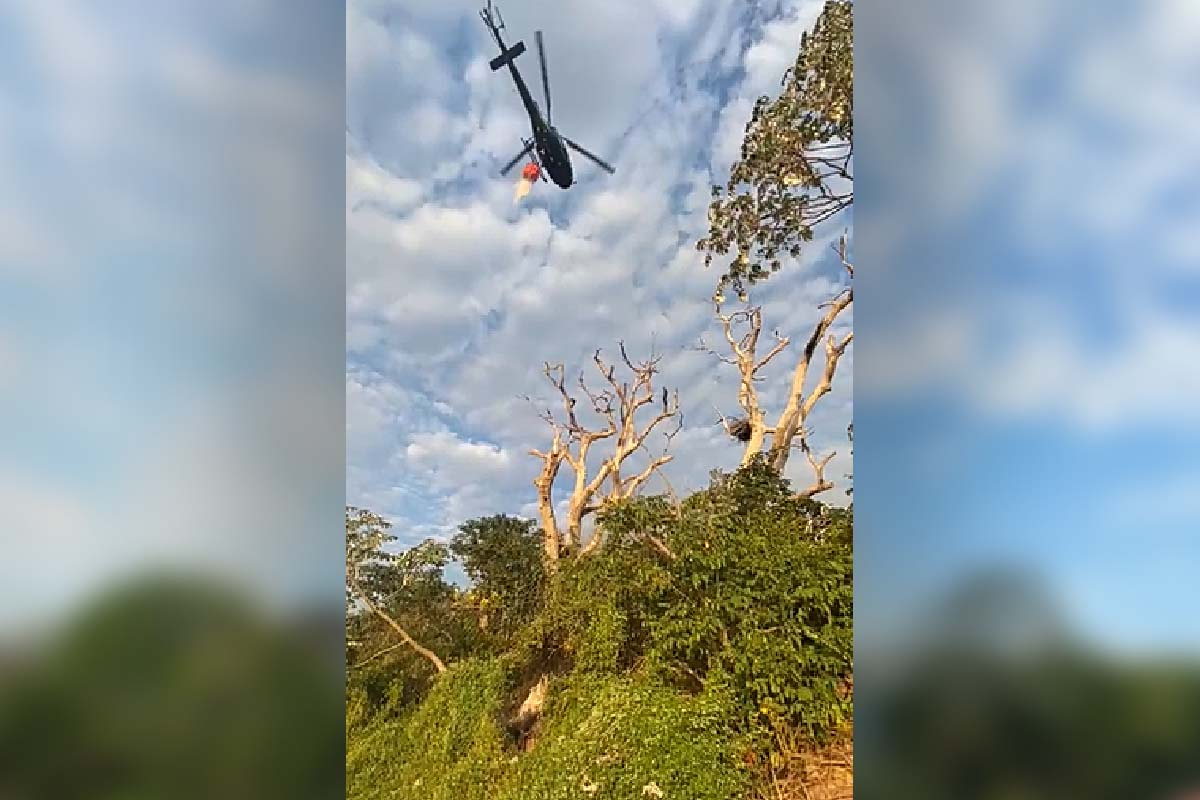 Você está visualizando atualmente Bombeiros salvam ninho de Tuiuiú cercado pelo fogo no Pantanal