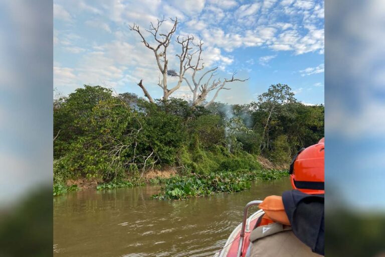 Socorristas monitoram ninho de tuiuiús e onças por conta dos incêndios no Pantanal