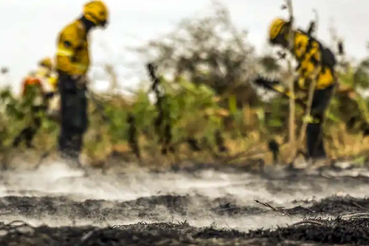 Leia mais sobre o artigo Área queimada no Pantanal cresce 222% em 2024 e supera 1,6 milhão de hectares