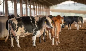 Leia mais sobre o artigo Receita investiga sonegação de quase R$ 1 bilhão em venda de gado