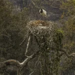 Biólogos tentam salvar fauna ameaçada pelo fogo no Pantanal