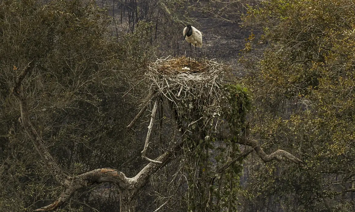 Você está visualizando atualmente Biólogos tentam salvar fauna ameaçada pelo fogo no Pantanal