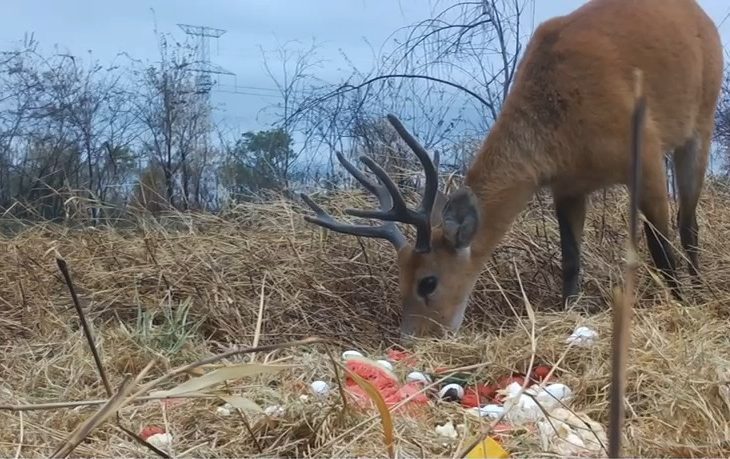 Fauna do Pantanal recebe suporte com ações de nutrição e rotas de fuga aos incêndios