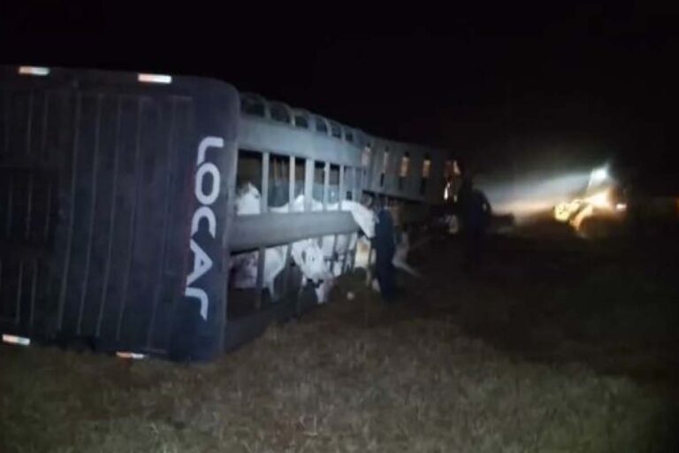 Motorista fica ferido e gado morre após caminhão boiadeiro tombar na BR-060