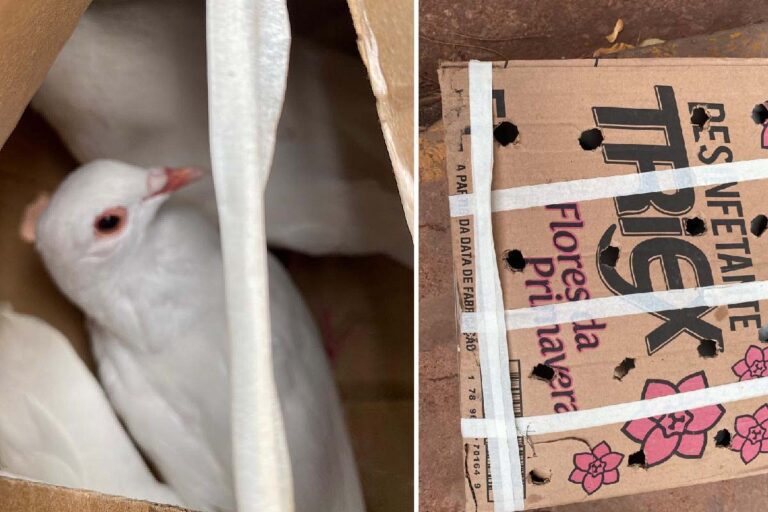 Contrabando de aves é interceptado pela Receita Federal em ônibus na BR-262