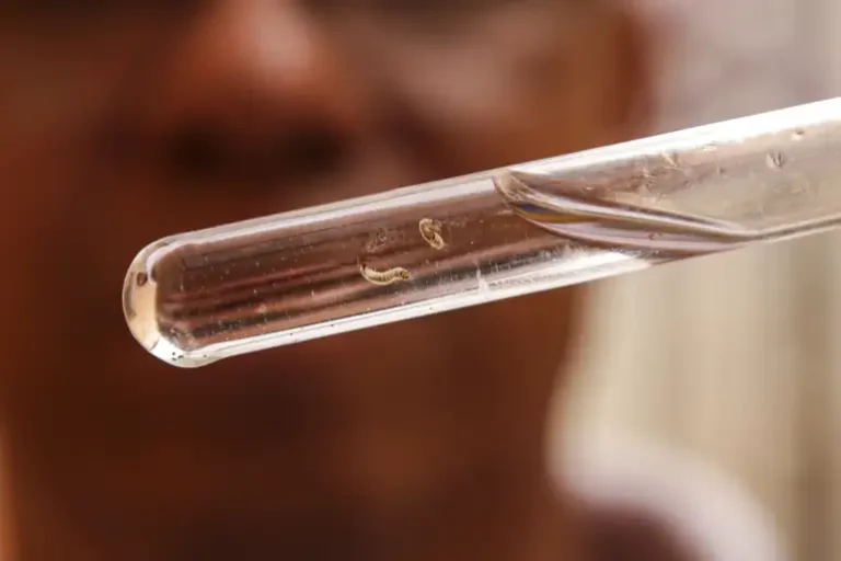 testes rápidos de dengue