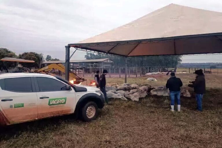 Funcionários de fazenda usam fogueira para tentar salvar gado do frio intenso