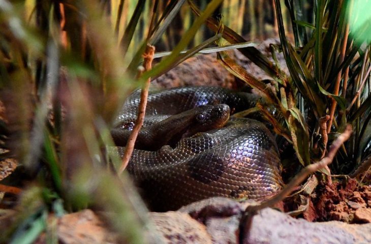 Bioparque celebra o Dia Mundial da Cobra destacando importância de duas moradoras