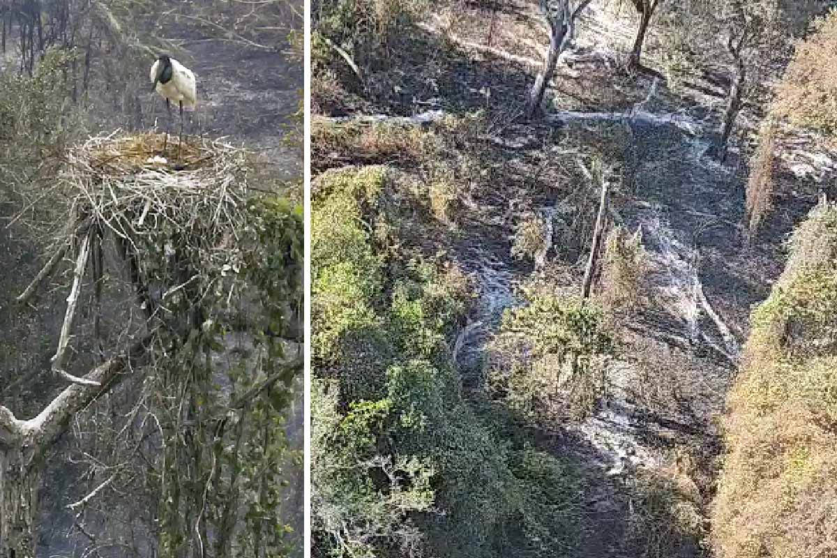 Leia mais sobre o artigo Ninho de Tuiuiús não resiste e acaba consumido pelo fogo no Pantanal | vídeo