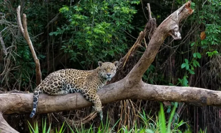 Empreendedores de MS têm oportunidade de alavancar ideias de negócio relacionadas ao Cerrado e Pantanal