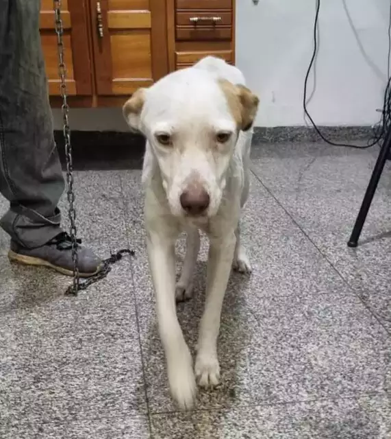 Leia mais sobre o artigo Raro, cão hermafrodita surpreende em atendimento veterinário na Capital