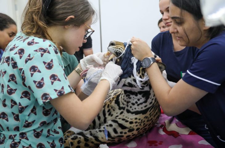 Miranda e Antã passam por exames e recebem cuidados especiais no Hospital Veterinário Ayty