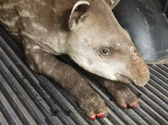 Você está visualizando atualmente Filhote de anta com patas queimadas é resgatado pela PMA no Pantanal