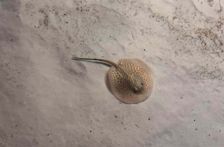 Arraias de água doce ganham berçário e se tornam nova atração no Bioparque