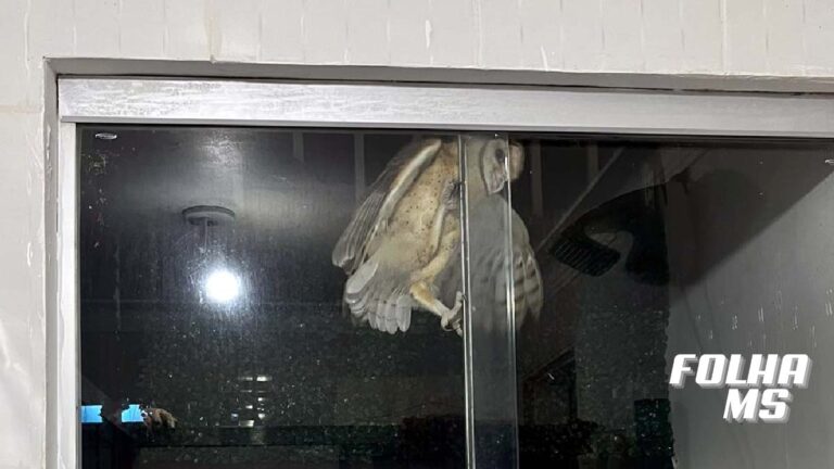 Coruja é resgatada pela PMA em apartamento no centro de Corumbá