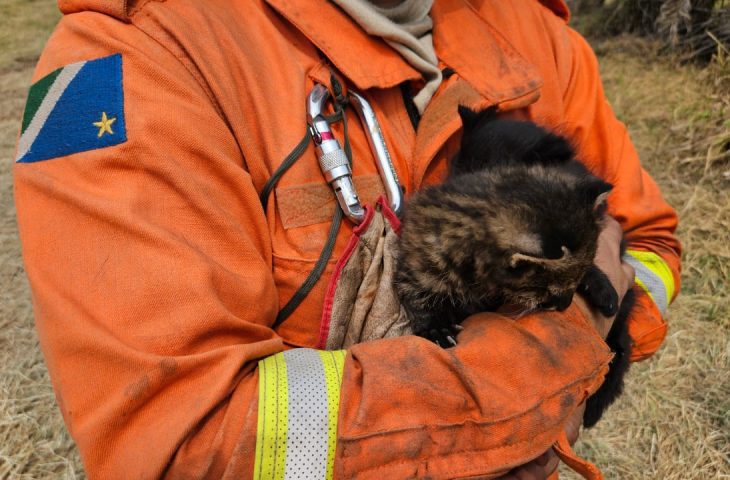 Imasul recebe filhotes de gato-palheiro, mais dois animais resgatados do fogo