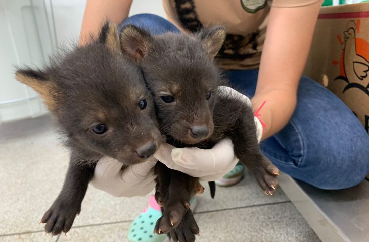 Hospital Ayty recebe três novos animais resgatados dos incêndios no Pantanal