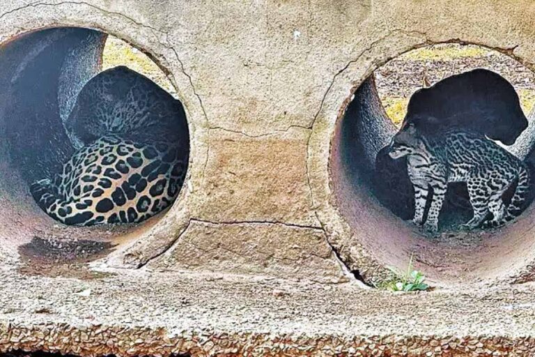 Onças-Pintadas e Jaguatirica são flagradas se abrigando juntas em refúgio devastado pelo fogo no Pantanal