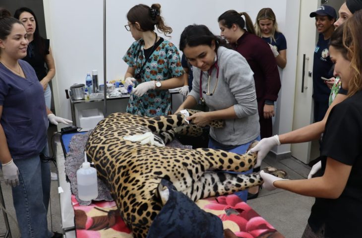 Morre Antã a Onça-pintada resgatada dos incêndios no Pantanal 2 onca miranda