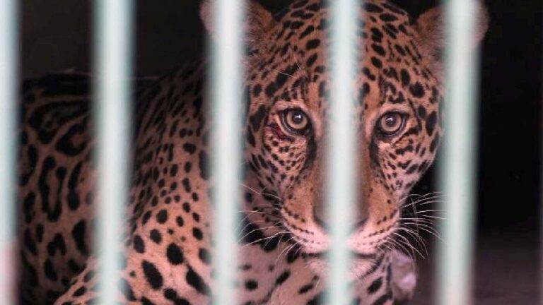 Após resgate no Pantanal, onça-pintada se alimenta e está em recuperação no CRAS