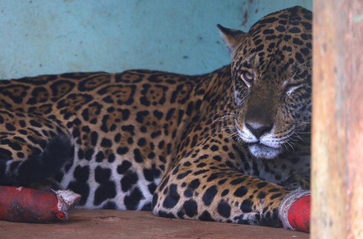 Hospital Ayty realiza manejo das onças-pintadas Antã e Miranda, resgatadas no Pantanal de MS