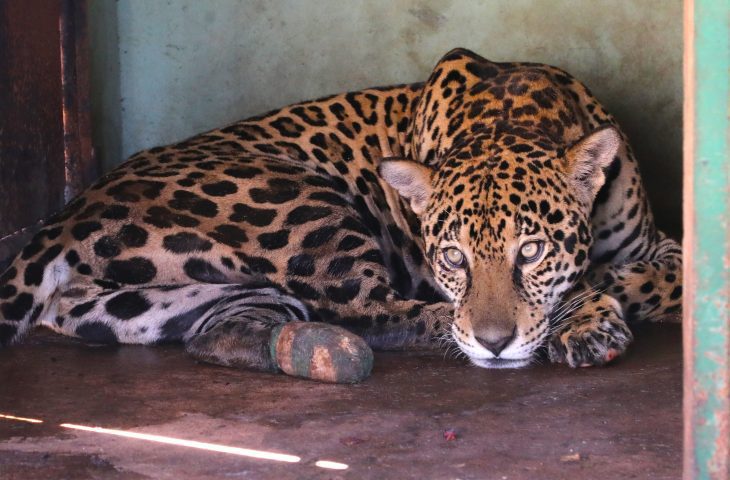 Onças-pintadas se recuperam com tratamento específico e retornam a natureza em 30 dias