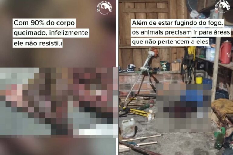 Tamanduá-Bandeira tem 90% do corpo queimado não sobrevive às feridas dos incêndios no Pantanal