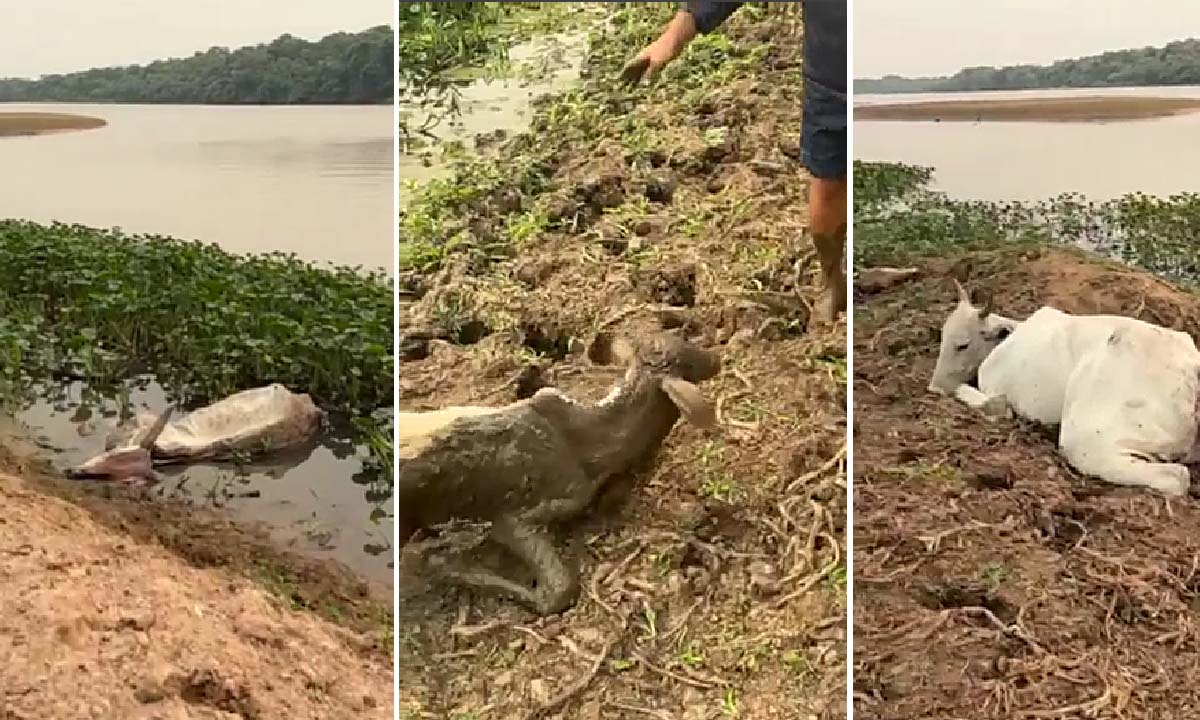 Você está visualizando atualmente Pescadores encontram dezenas de bois mortos às margens do Rio Taquari em Coxim | vídeo