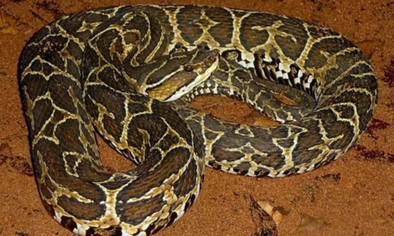 Trabalhador rural é socorrido após picada de cobra no Pantanal