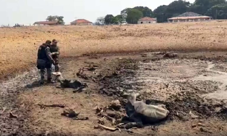 Proprietário de fazenda é preso após bovinos serem encontrados mortos e em condições de abandono